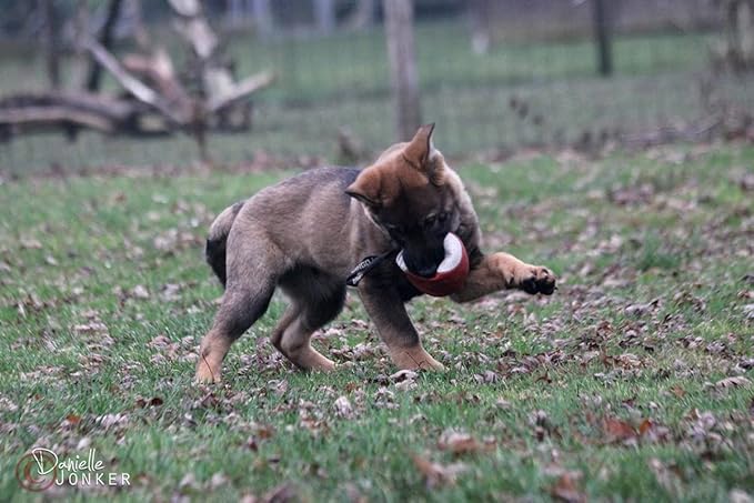 Dingo Gear Soft Genuine Leather Ball with a Handle for The Bite Training, Ø 11 cm Retrieve and Reward Dog Toy S02779, Random