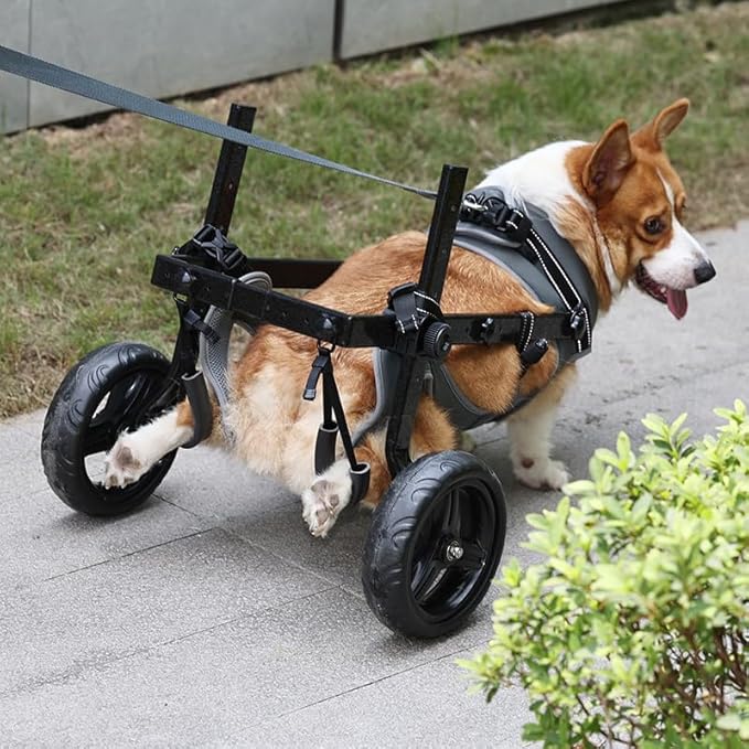 Large Dog Wheelchair for Back Legs with Pet Traction Rope - Adjustable Hind Leg Support Cart with Breathable Air Mesh Harness, All-Terrain Wheels & Foldable Frame - Mobility Aid for Disabled/Injured
