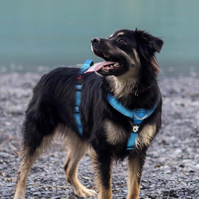 TSPRO Premium Heavy Duty Dog Harness, Adjustable Tactical Dog Harness for Large Dogs with Quick-Release Buckle and Comfortable Soft Handle for Outdoor Walking and Running (Blue L)