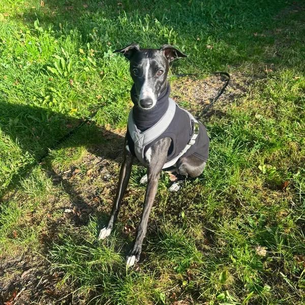 Sweatshirt for Vizsla/Weimaraner/Poodle/Dalmatian/German Dog, Reflective Sleeveless Warm Cotton Clothes for Big Dogs (Black, XXX-Large(Chest 31''. back26''))