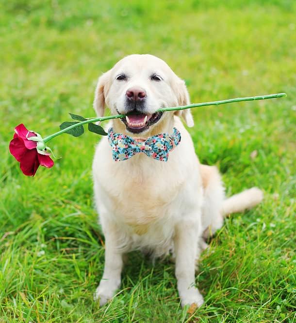 Unique style paws Dog Collar Bow tie Collar Adjustable Collars for Dogs and Cats Small Medium Large