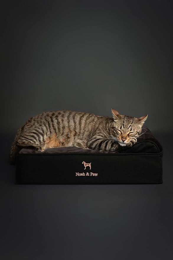 NOAH & PAW Small Dog Bed, 20x15x6.5 Inch, Cat Bed for Indoor Cats, Orthopedic Eggshell Memory Foam Infused with Cooling Gel, Waterproof, Machine Washable, Includes Inner Cover (Denim Collection)