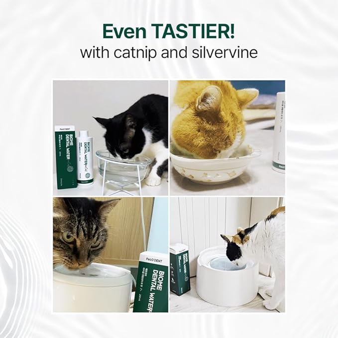 PetO’Dent Dental Water Additive for Cats–No Brushing Needed, Fresh Breath, Tartar Control & Gum Care with Catnip & Silvervine Extracts, 8.45 fl oz / 250ml