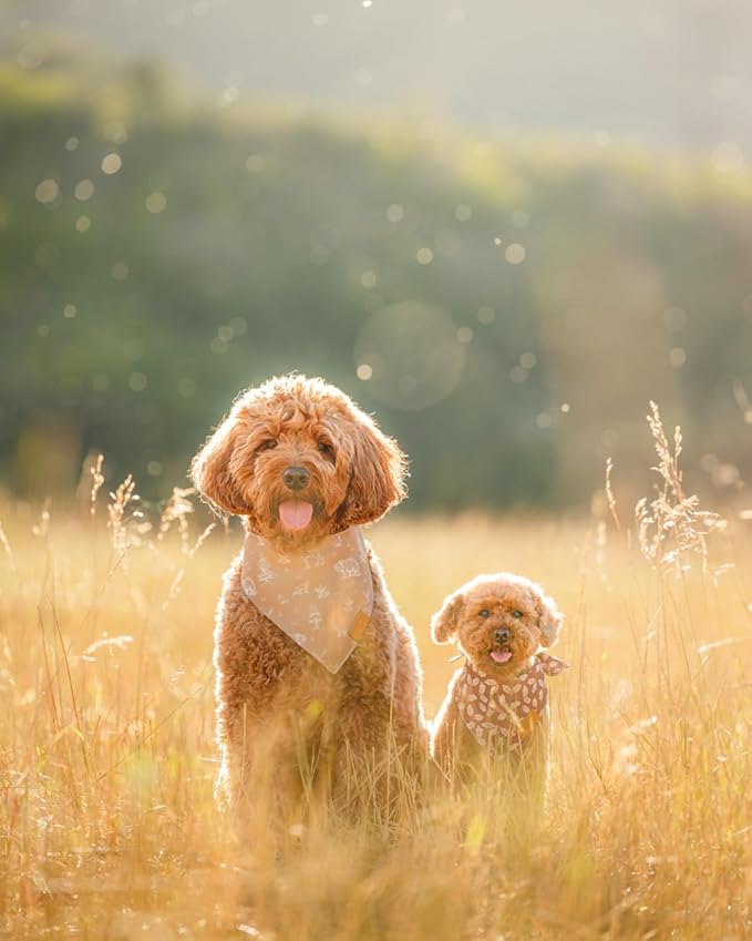 Remy+Roo Dog Bandanas - 4 Pack Marigold Set | Premium Durable Adjustable Polyester Fabric | Patented Shape Girl Dog Bandana| Pack of Bandanas for Dogs (Small)