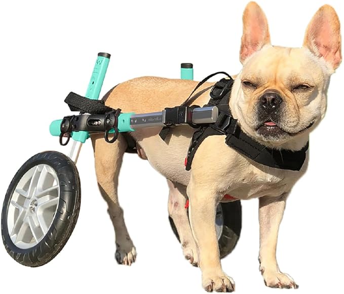 Walkin' Wheels Small Dog Wheelchair, Lightweight Dog Wheelchair for Back Legs, 15-25 lbs, for 12-15 inches Leg Height - Seafoam