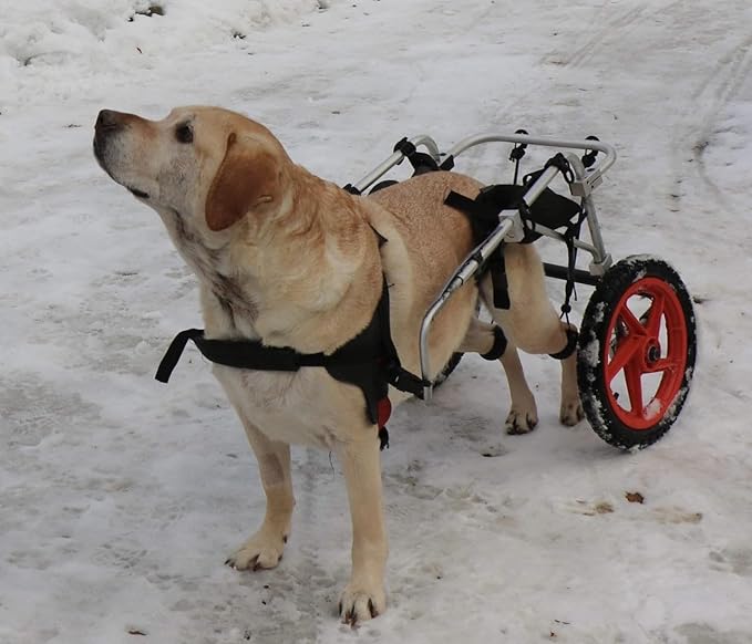 Standard Rear Support Dog Wheelchair FML Elite, Large