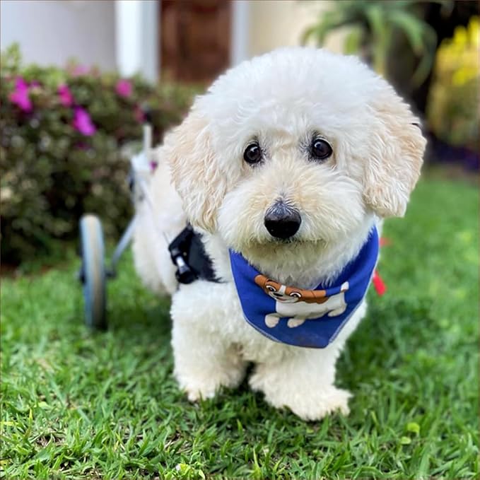 Dog Wheelchair