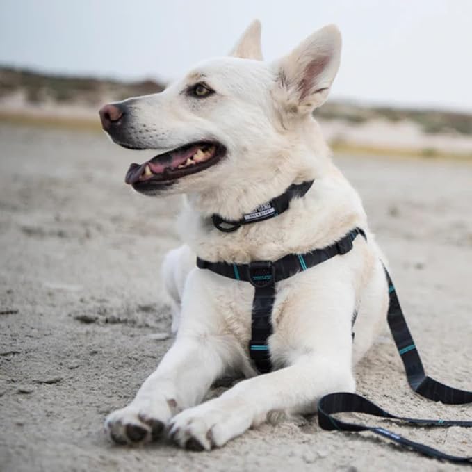 Wolfgang Heavy Duty Adjustable Dog Harness, Pull-Tested to Over 800 lbs for Walking & Training, NightOwl Print, Small