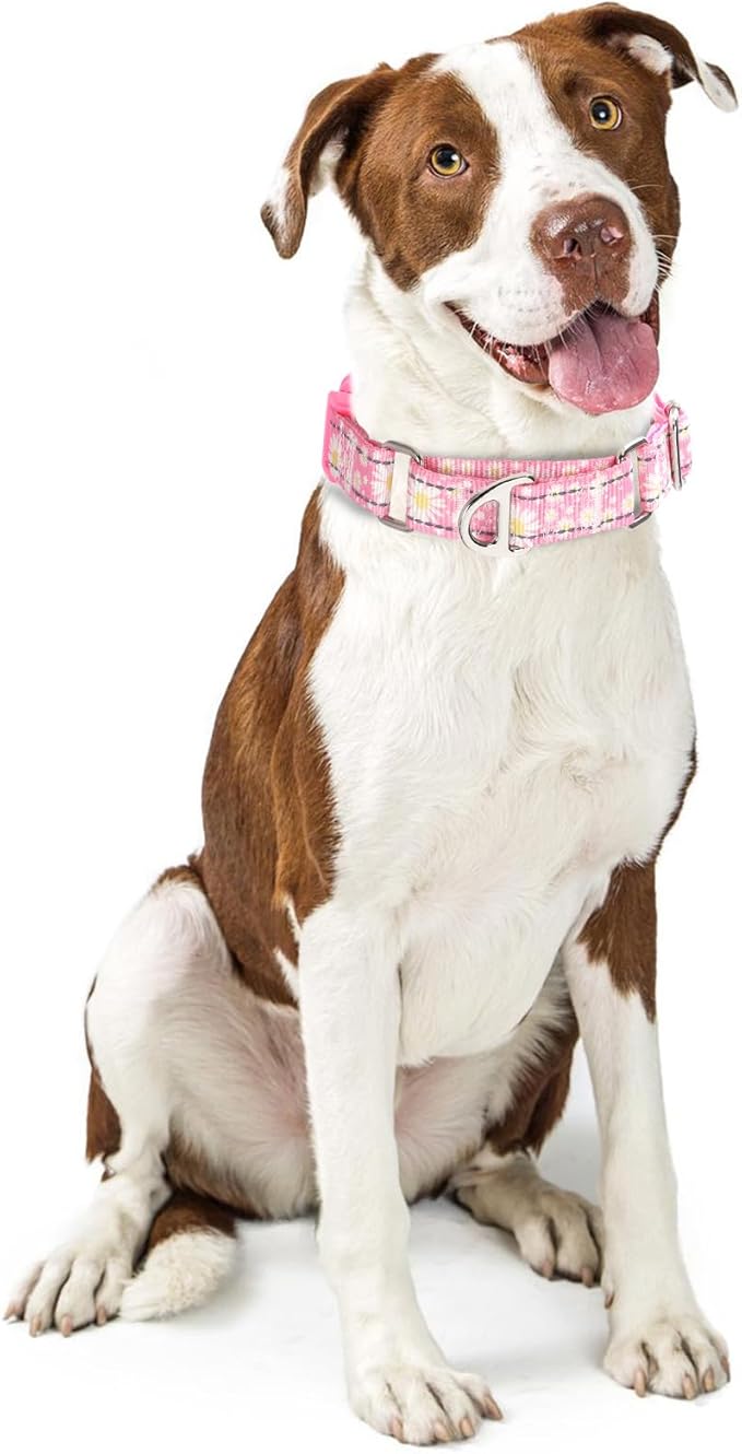Martingale Collar for Dogs - Pink Daisy Reflective Nylon, No Slip Choke Heavy Duty Collar with Quick Release Buckle & Padded Comfort - Safe Fit for Training & Walking Small