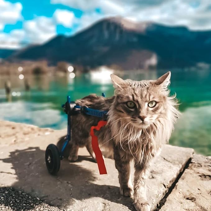 Walkin' Wheels Lightweight – for Small Cats 2 to 20 Pounds – Veterinarian Approved – Cat Wheelchair for Back Legs, for Cats 2-10 lbs, 2-5 inches Leg Height – Blue