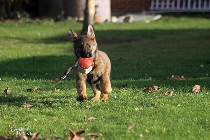Dingo Gear Soft Genuine Leather Ball with a Handle for The Bite Training, Ø 11 cm Retrieve and Reward Dog Toy S02779, Random