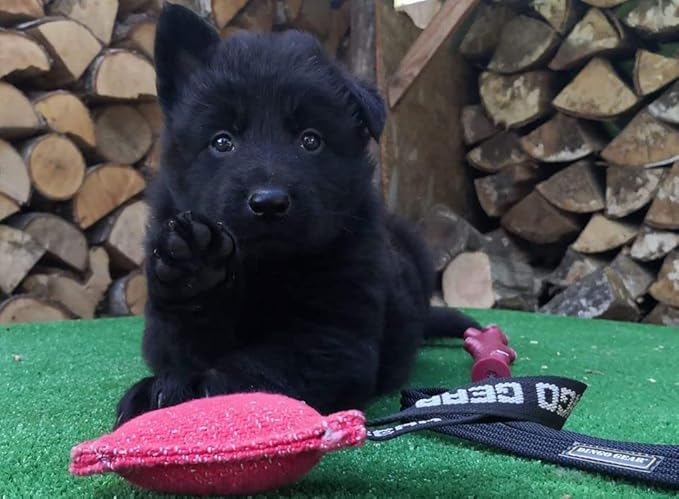 Dingo Gear French Linen tug Toy for Dog, Dog Bumper for Training, Agility, tug of war, Dog bite Pillow for Strong Dog, 1handle 4" Black S00089