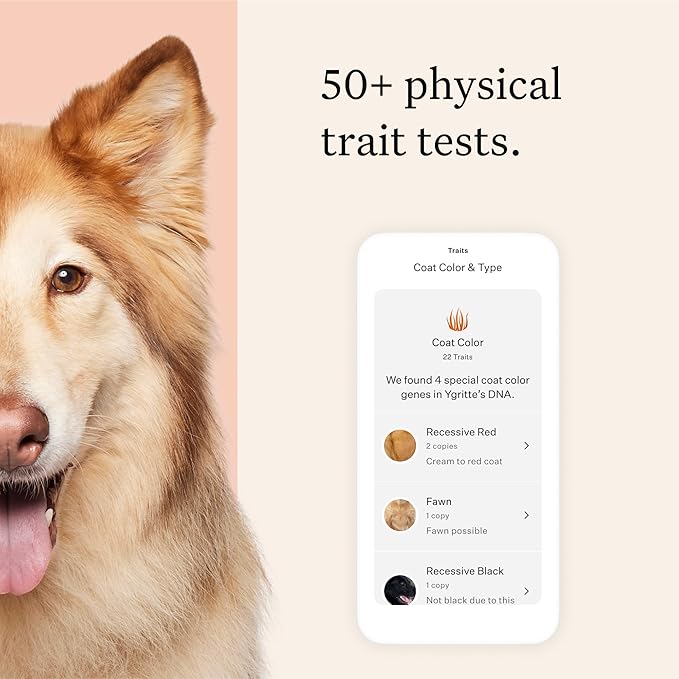 Wisdom Panel Premium Dog DNA Kit: Most Comprehensive with 265+ Health Tests, Identify 365+ Dog Breeds, 50+ Traits, Relatives, Ancestry, Genetic Diversity - Pack of 1