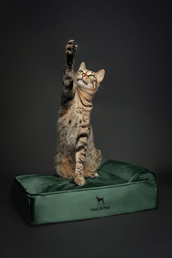 NOAH & PAW Small Dog Bed, 20x15x6.5 Inch, Cat Bed for Indoor Cats, Orthopedic Eggshell Memory Foam Infused with Cooling Gel, Waterproof, Machine Washable, Includes Inner Cover (Velvet Collection)