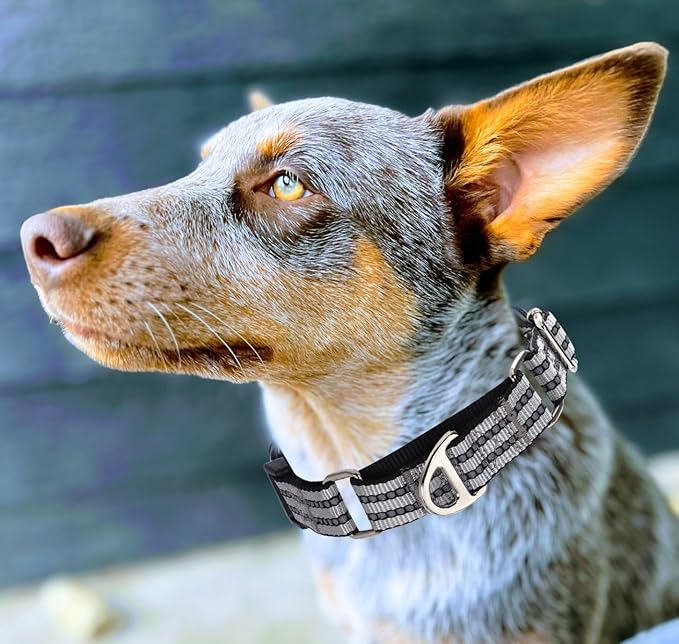 Martingale Collar for Dogs - Reflective Nylon No Slip Choke Heavy Duty Collar with Quick Release Buckle -Safe Fit for Training & Walking Silver L