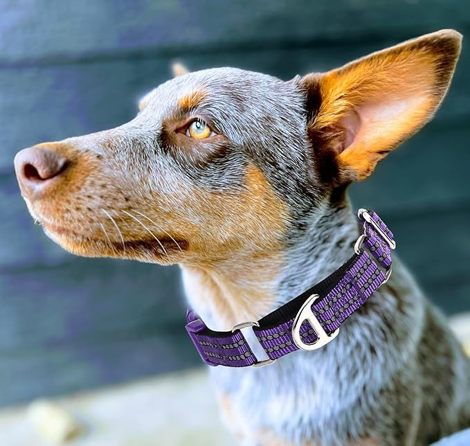 Martingale Collar for Dogs - Reflective Nylon with Padded Comfort & Quick Release Buckle - No Slip Choke Heavy Duty Collar for Safe Training, Walking & Nighttime Use Purple S