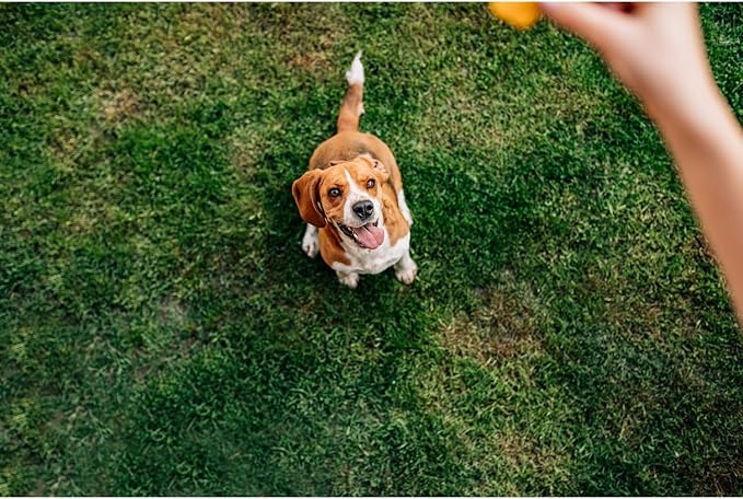 Chip's Naturals Doggie Chicken Stix, 12 oz – Hickory Smoked Chicken Dog Treats, Baked Natural Dog Treats for Training, Low Calorie Healthy Dog Treats, Pet Supplies