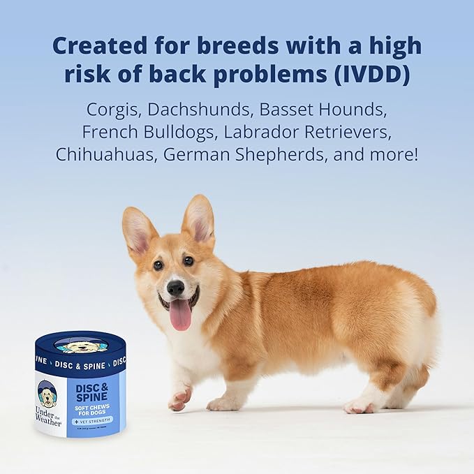 Under The Weather Pet Disc & Spine Health Chews for Dogs | Vet Formulated Dog Chews Spinal Disc Support Supplement | Ideal for Pugs French Bulldogs Dachshunds & Long-Backed Breeds with IVDD | 60 Count