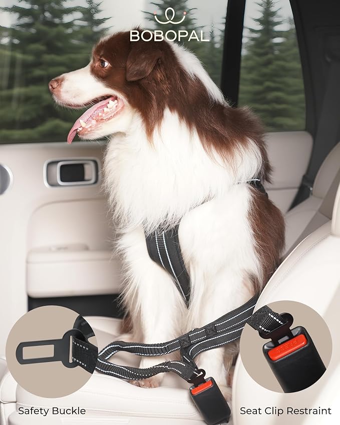 Hands Free Dog Leash with Ergonomic Waist Belt, Zipper Pouch, Reflective Bungee & Double Handle, for Medium & Large Dogs (20–100 lb), Walking, Running & Car Travel