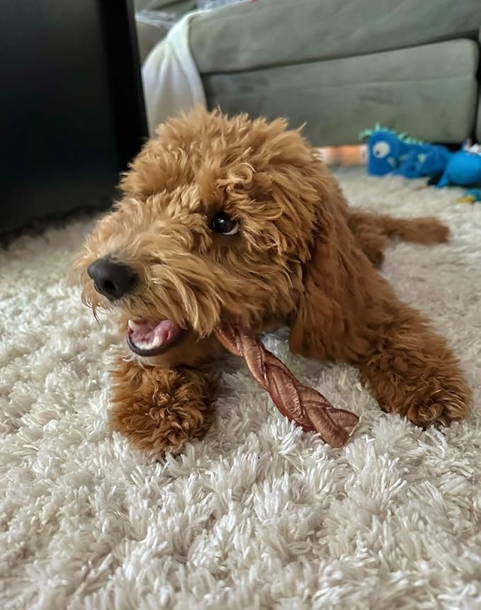 Redbarn Pet Products All-Natural 7" Braided Bully Sticks for Dogs - Premium Slow Roasted Long Lasting Chews Made with 100% Beef - Healthy Single Ingredient Low Odor - 8 Count - Packaging May Vary