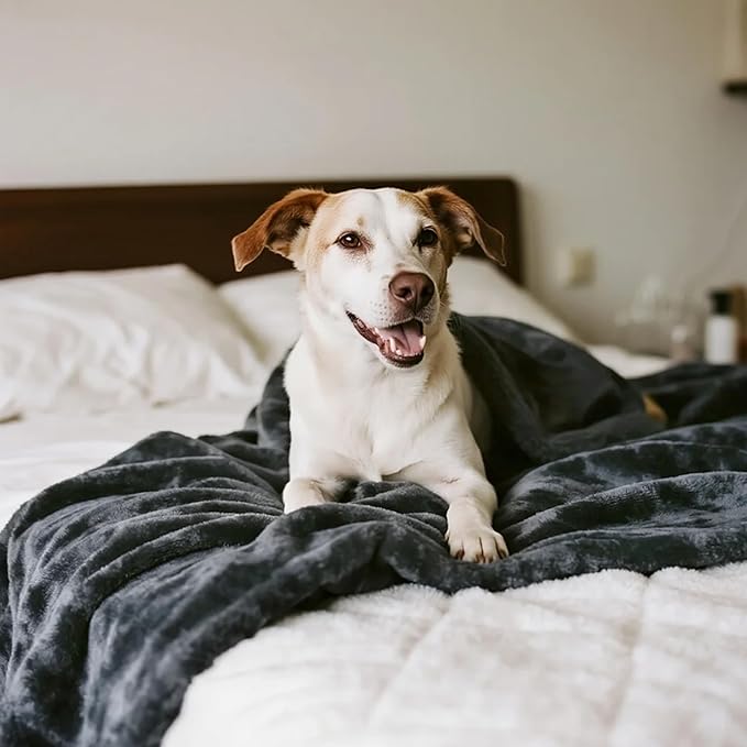 gogobunny Waterproof Bed Blanket, Reversible Sherpa Fleece Throw Blanket for Dog Puppy Cat, Furniture Cover Protects Bed Couch Sofa from Liquid Pee and Pet Fur (Dark Grey, 60x80 inches)