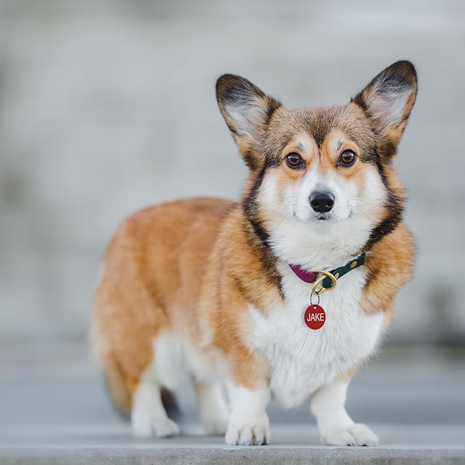 Providence Engraving Pet ID Tags in 8 Shapes, 9 Colors, and Two Sizes - Personalized Dog and Cat Tags with 4 Lines of Customizable Text