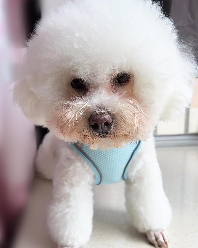 Solmoony Dog Harness for Small Medium Large Dogs No Pull, Puppy and Leash Set, Dogs, Step in Harness, mesh Harness. (Bule, S)