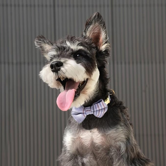 Beirui Cute Extra Small Dog Harness Collar and Leash Set with Bowtie, Soft Adjustable Plaid Puppy Harness for Small Sized Dogs Cats Walks Parties and Photoshoots(Blue,XS:Chest 13-18")