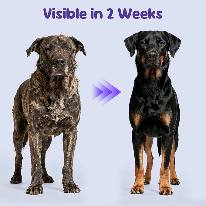 Premium Probiotics for Dogs with Digestive Enzymes & Fiber | Duck Flavor Soft Chews for Itchy Skin, Ear Health, Gut & Immune Support (Pumpkin)