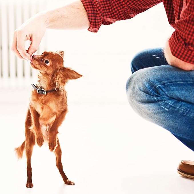 Fruitables Baked Dog Treats, Healthy Pumpkin Treat for Dogs, Low Calorie & Delicious, No Wheat, Corn or Soy, Made in the USA, Pumpkin and Banana Flavor, 7oz