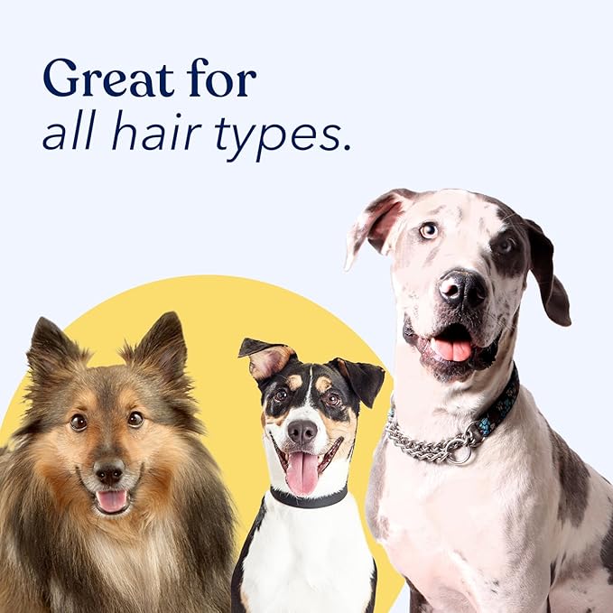 Honest Paws Dog Dry Shampoo - Waterless No Rinse Foaming Formula Reducing Itch Cleanse Hydrate Nourish Dry Skin and Smelly Coat Help Decrease Odor Shedding and Allergies - Oatmeal & Lavender - 8 fl oz