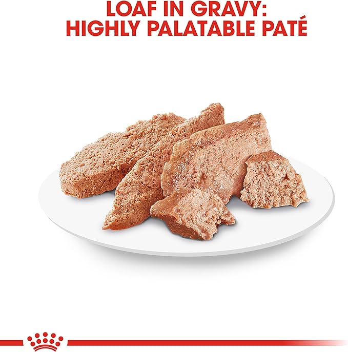 Royal Canin Breed Health Nutrition Dachshund Adult Loaf in Sauce Dog Food, 3 oz (Pack of 6)