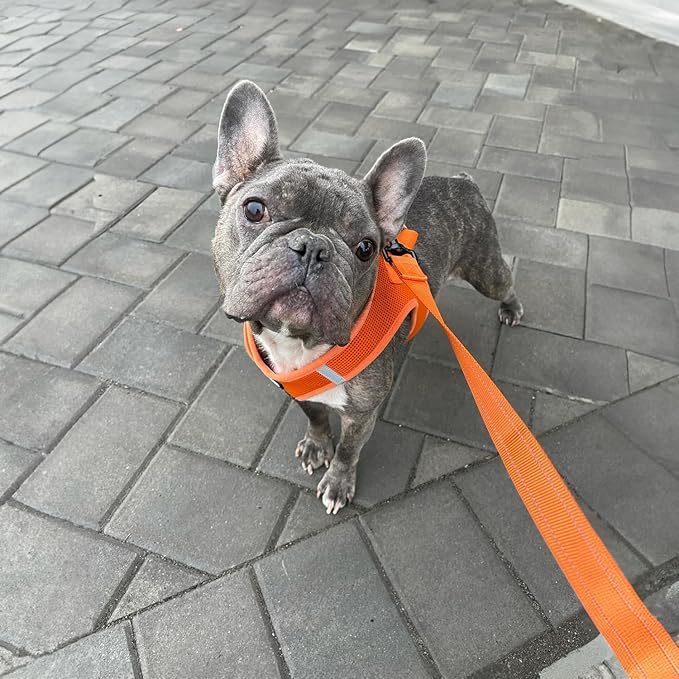 Voyager Reflective Dog Leash with Neoprene Handle, 5ft Long, Supports Small, Medium, and Large Breed Puppies, Cute and Heavy Duty for Walking, Running, and Training - Orange (Leash), L