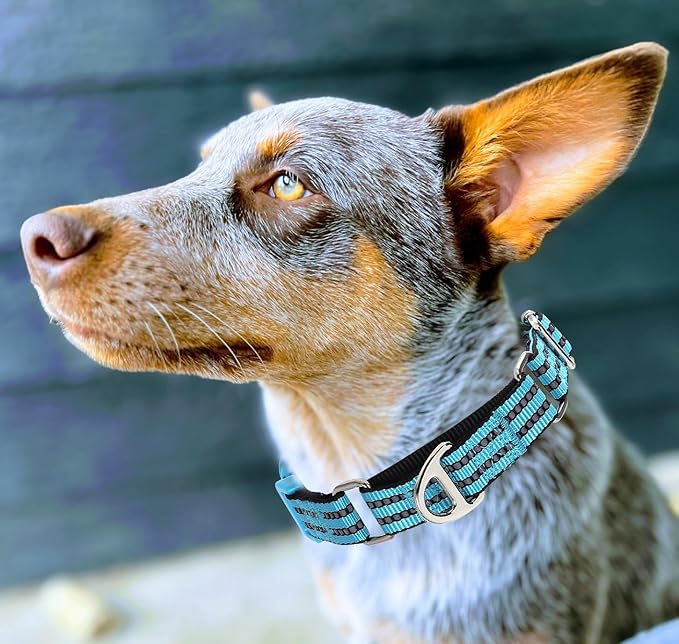 Martingale Collar for Dogs -Reflective Nylon No Slip Choke with Padded Comfort Heavy Duty Dog Collar with Quick Release Buckle for Training, Walking & Overexcited Pulling Blue M