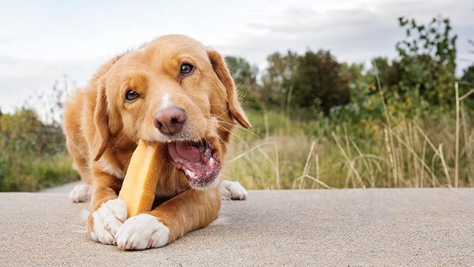 Yak Cheese Himalayan Dog Chews, High Protein, Natural Dog Treats Large Breed, Lactose Free Chew Sticks for Aggressive Chewers, Long Lasting Pet Treat for Dogs Under 80 lbs, 3 X-Large Chews