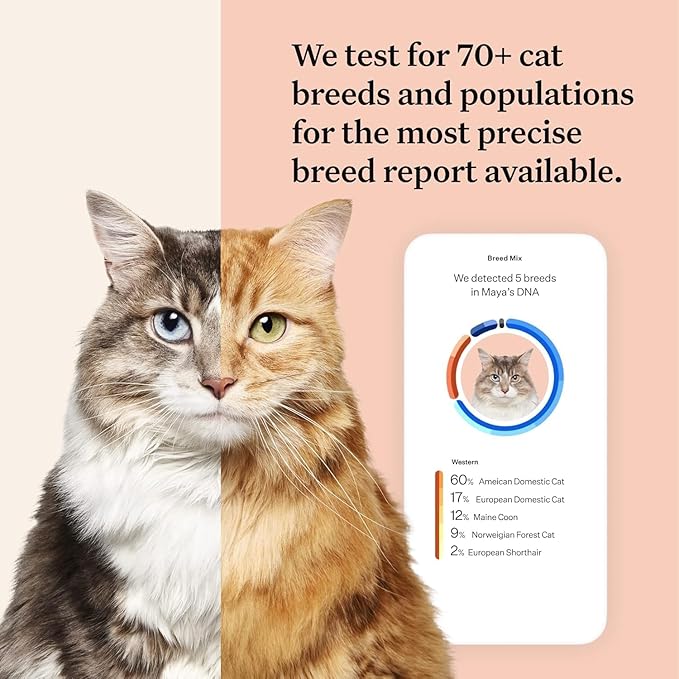 Wisdom Panel Complete: Comprehensive Cat DNA Test kit for 45 Health Genetic Health Conditions, 70+ Breeds and populations, 25+ Traits, Blood Type - Pack of 2