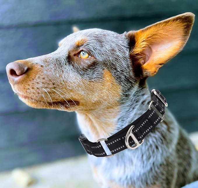 Martingale Collar for Dogs - Reflective Nylon, No Slip Choke Heavy Duty Collar with Quick Release Buckle- Safe Fit for Training & Walking Black S