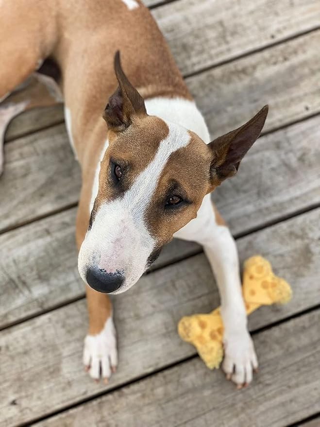 Nylabone Cheese Bone Power Chew Toy for Dogs, Cute Dog Toys for Aggressive Chewers, Cheese Flavor, Medium Dogs - Up to 35 lbs, 1 Count