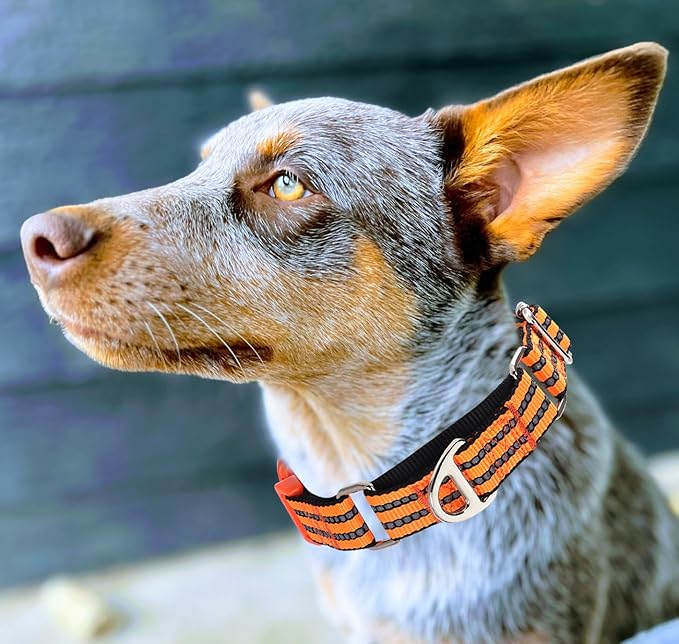 Martingale Collar for Dogs -Reflective Nylon No Slip Choke with Padded Comfort Heavy Duty Dog Collar with Quick Release Buckle for Training, Walking & Overexcited Pulling Orange M