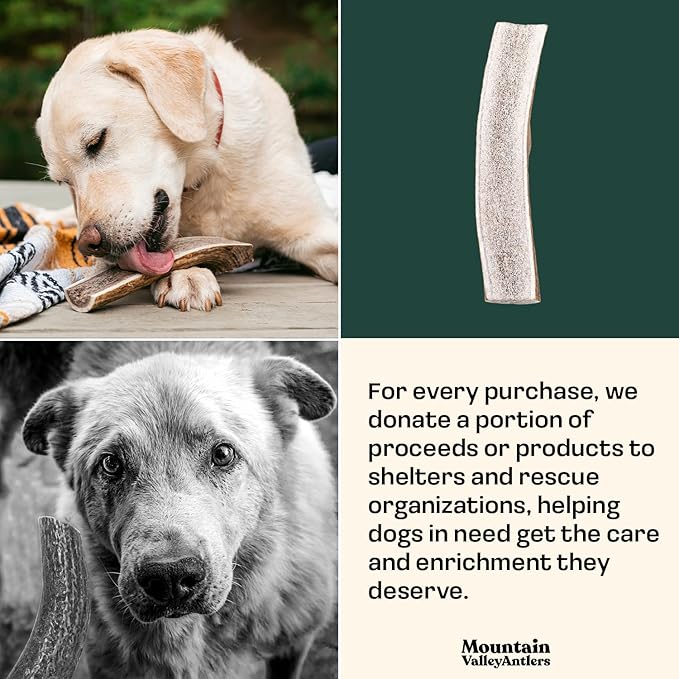 Mountain Valley Elk Antlers for Dogs - 100% Natural & Organic Chew for Aggressive Chewers, No Odor, No Mess, Long Lasting - Wild-Foraged Naturally Shed Antlers in USA - Grade A, Split Large (1 Pack)