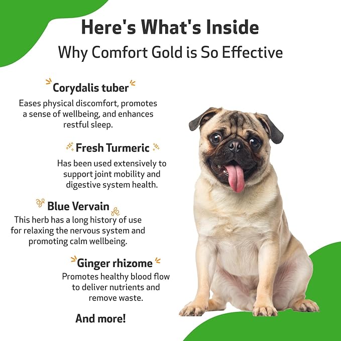 Pet Wellbeing Comfort Gold for Dogs - Supports Canine Physical Comfort, Healthy Circulation, Corydalis, Turmeric - Veterinarian-Formulated Herbal Supplement 2 oz (59 ml)