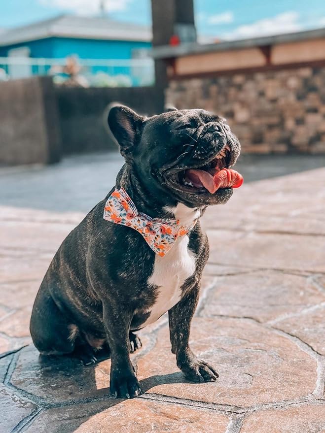 Unique style paws Dog Collar Bow tie Collar Adjustable Collars for Dogs and Cats Small Medium Large