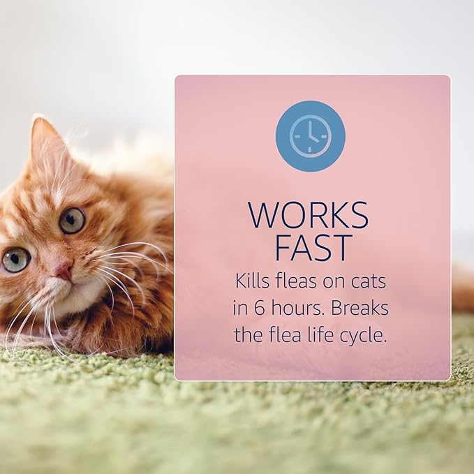 Catego for Cats Flea and Tick Treatment & Prevention (Over 1.5 lbs) 6-Month Supply