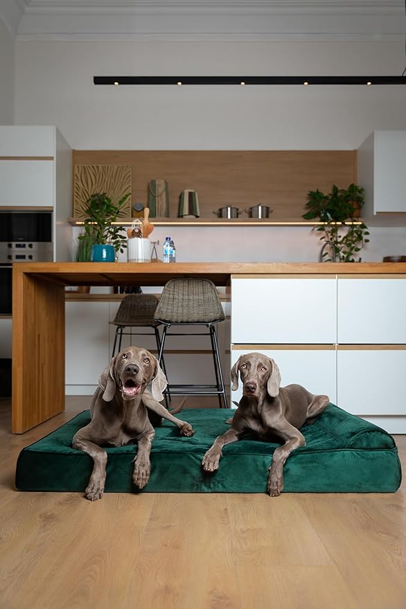 NOAH & PAW Giant Dog Bed XXL 55x45x9.5 Inch, Orthopedic Dog Beds, Eggshell Memory Foam Infused with Cooling Gel, Waterproof, Machine Washable, Includes Inner Cover (Velvet Collection)