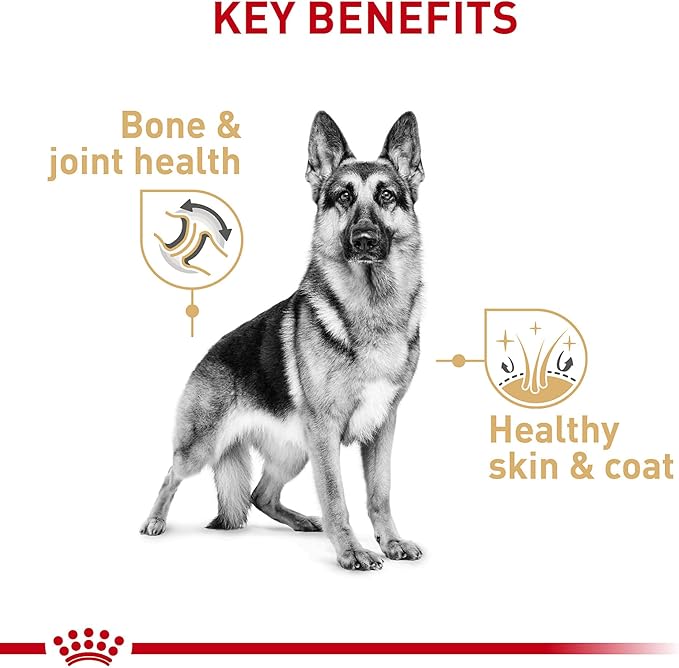 Royal Canin Breed Health Nutrition German Shepherd Adult Loaf in Sauce Dog Food, 13.5 oz (Pack of 12)