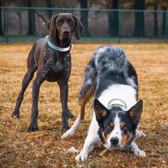 TSPRO Premium Dog Collars Tactical Dog Collar with Handle and Heavy Duty Quick-Release Metal Buckle Durable Thick and Adjustable for Medium to Large Dogs (Cyan Gradient M)