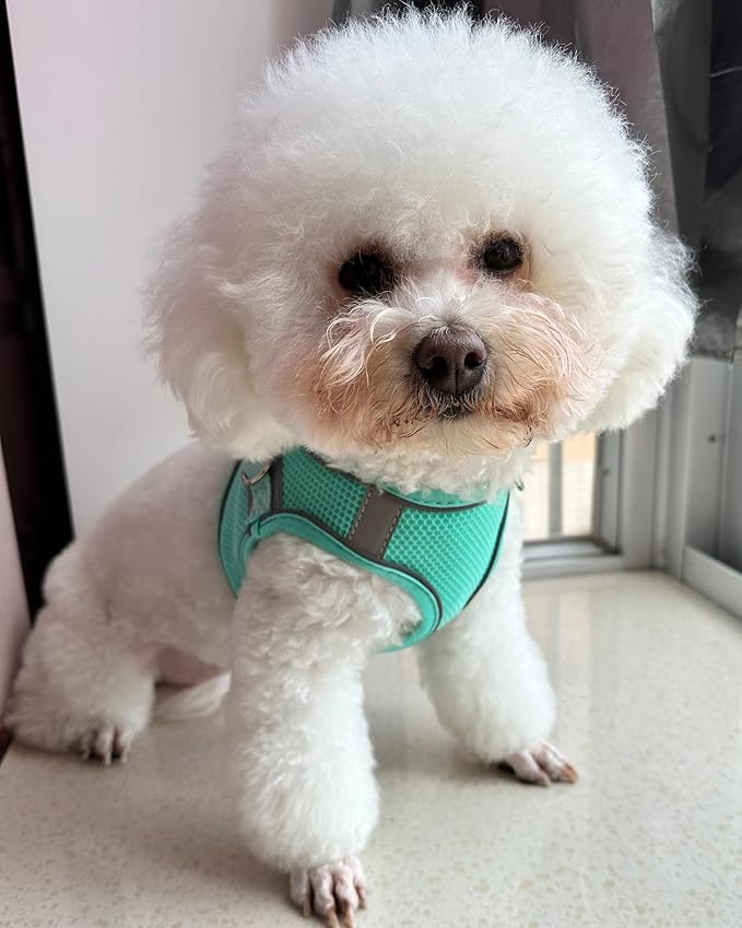 Solmoony No Pull Dog Harness - Step In, Mesh, for Small to Large Dogs (Green, XXS) with Leash Set