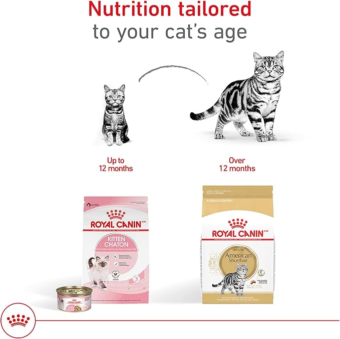 Royal Canin Feline Breed Nutrition American Shorthair Adult Dry Cat Food, 5.5 lb Bag