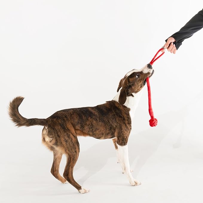 Playology Dog Toys | Puppy Toy Tough Tug Knot for Tug of War Designed for Young & Active Dogs | Medium Beef Scented Toy Made from Non Toxic Materials