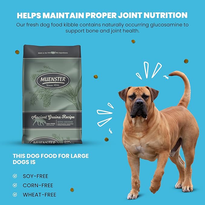 Muenster Ancient Grains Chicken Dry Dog Food, 22lb - Gluten-Free, High Protein, Digestive Support